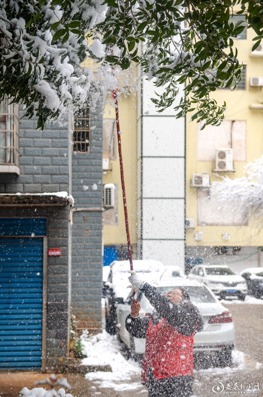 娄底中心城区金碧文苑小区内，党员志愿者正在清理树上的积雪