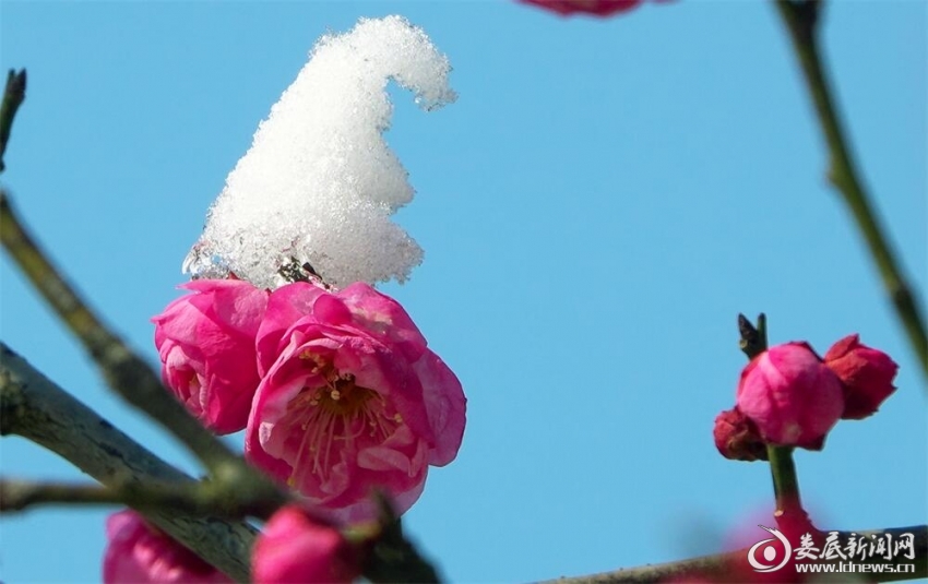 11.乐得梅花带雪看