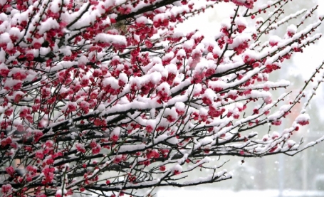 雪白花红兆丰年